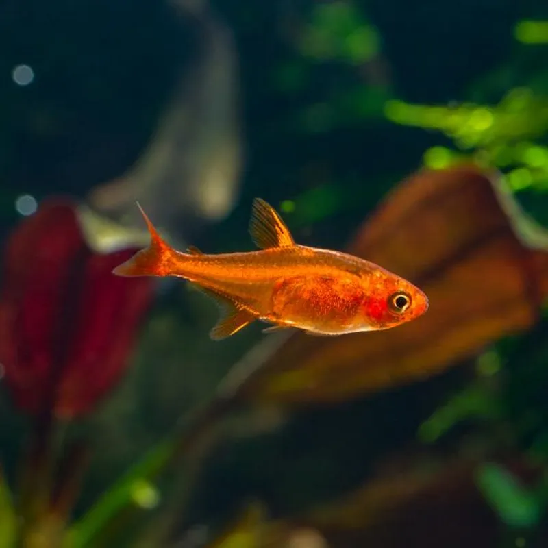 Ember Tetra