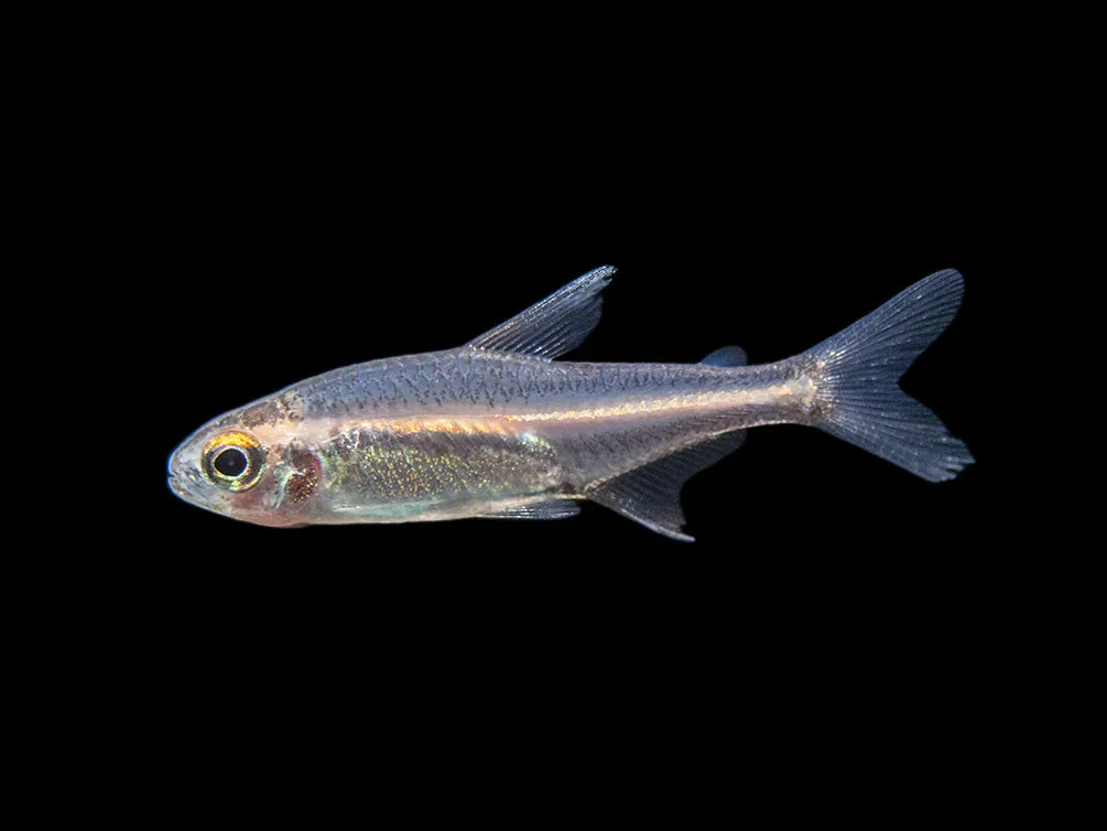 Glowlight Tetra (Hemigrammus erythrozonus), Tank-Bred
