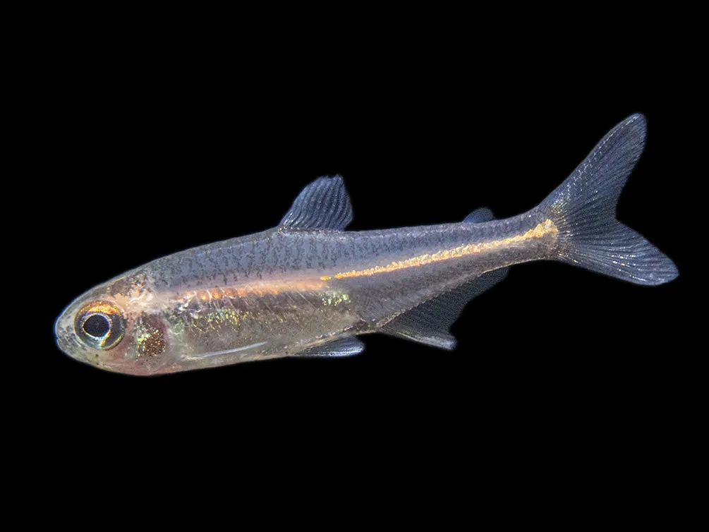 Glowlight Tetra (Hemigrammus erythrozonus), Tank-Bred