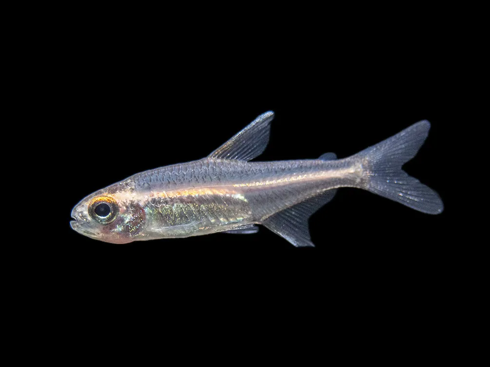Glowlight Tetra (Hemigrammus erythrozonus), Tank-Bred