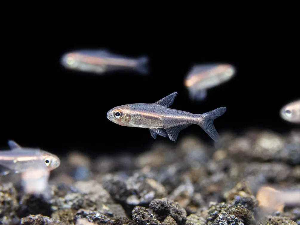 Glowlight Tetra (Hemigrammus erythrozonus), Tank-Bred