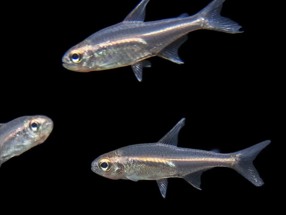 Glowlight Tetra (Hemigrammus erythrozonus), Tank-Bred