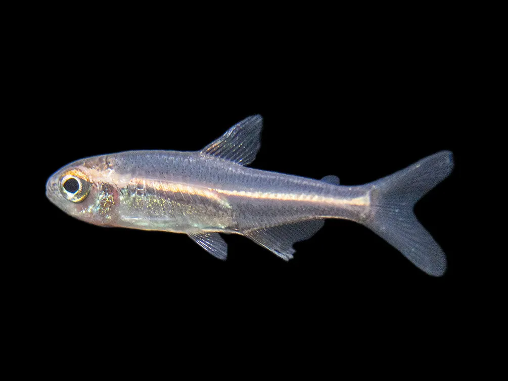 Glowlight Tetra (Hemigrammus erythrozonus), Tank-Bred