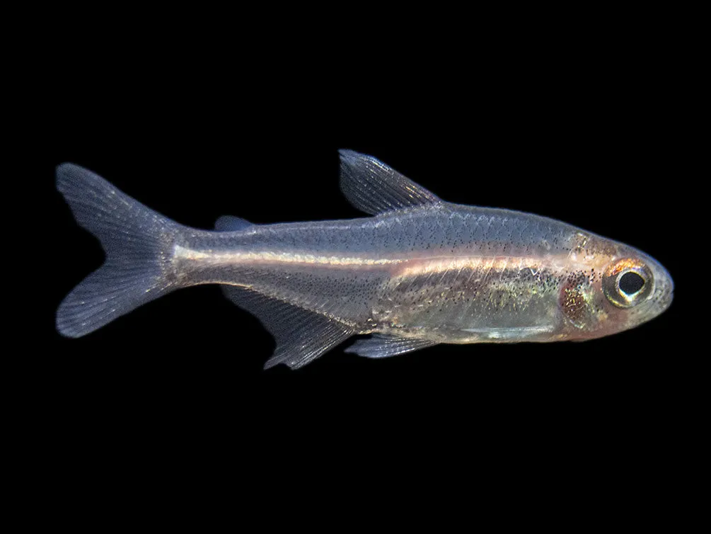 Glowlight Tetra (Hemigrammus erythrozonus), Tank-Bred