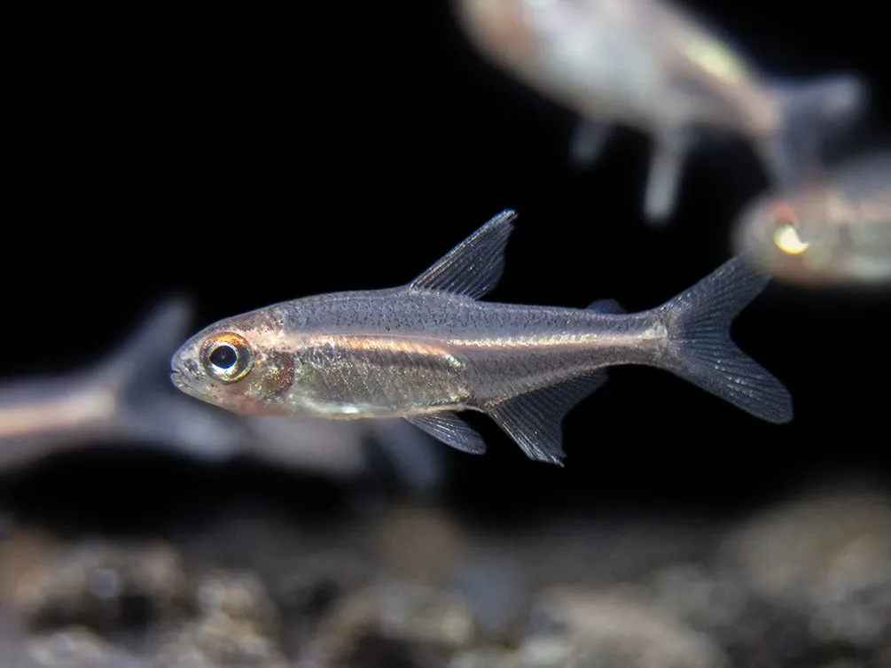Glowlight Tetra (Hemigrammus erythrozonus), Tank-Bred