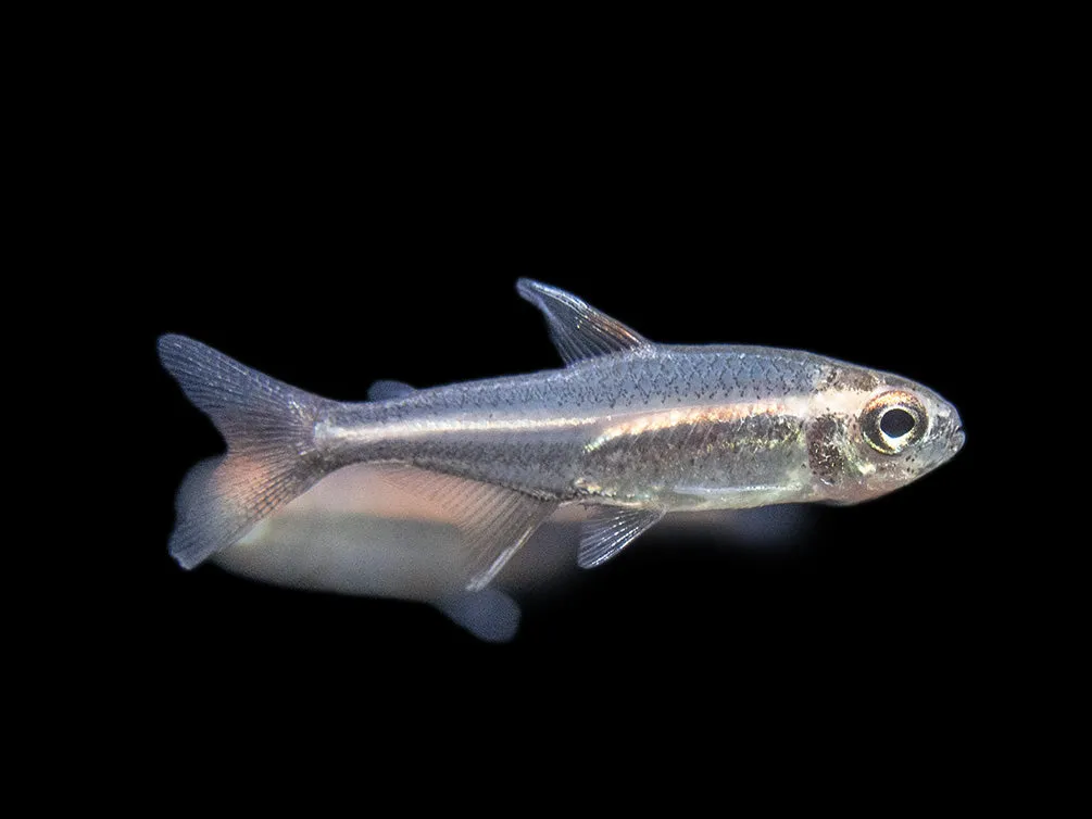 Glowlight Tetra (Hemigrammus erythrozonus), Tank-Bred