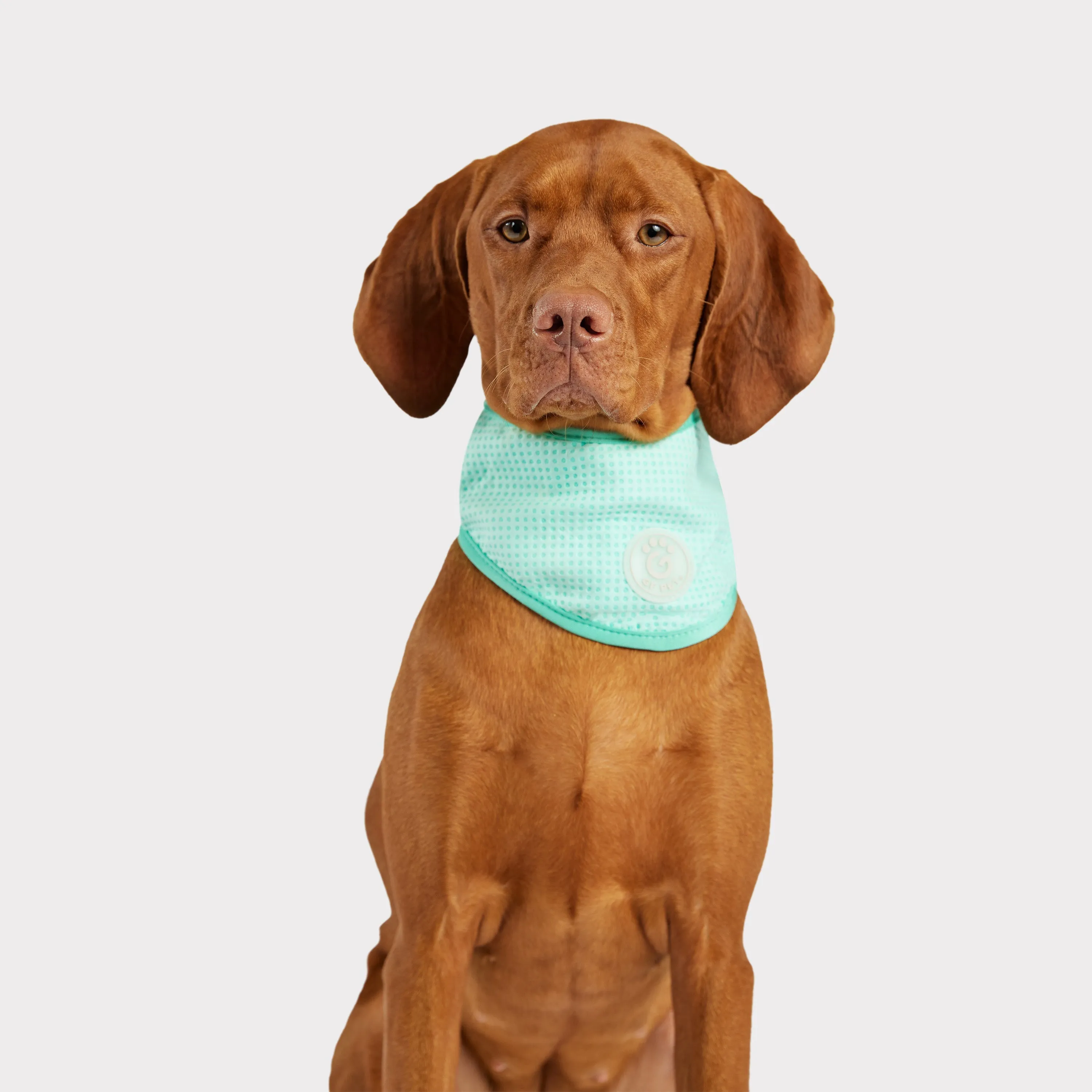 Ice Band® | Dog Cooling Bandana | Aqua