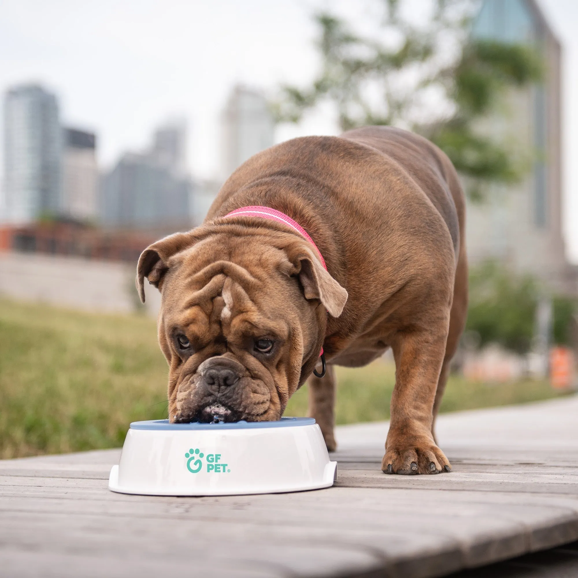 Ice Bowl – Cooling Water Bowl for Pets | Keep Dogs & Cats Hydrated & Comfortable