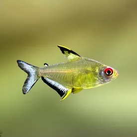 Lemon Tetra Fish | Single