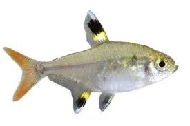 Pristella X Ray Tetra