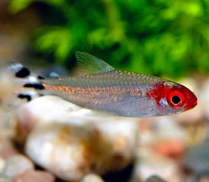 Rummy Nose Tetra